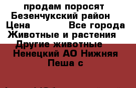 продам поросят .Безенчукский район  › Цена ­ 2 500 - Все города Животные и растения » Другие животные   . Ненецкий АО,Нижняя Пеша с.